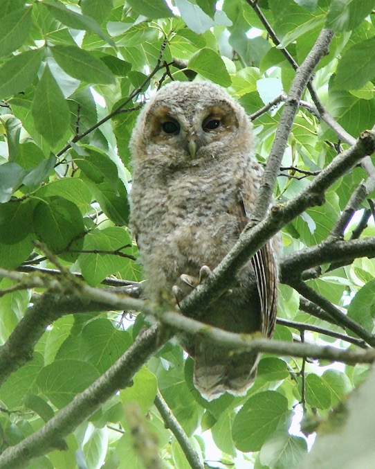 tawny owl
